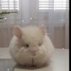Чел Чин Винтесса