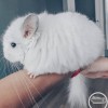 Хотару