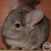 Изабелла