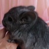 Шанс