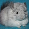 Лила