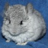 Лана