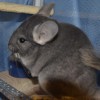 Фантик НЕМ