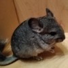 Сима