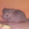 Фания