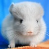 Стар Эгина