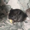 Озон