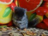 1 мес