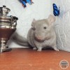 ВЕРСАЛ Виви