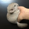 Крит