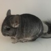 Дыи