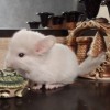 Люцерна