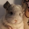 коко