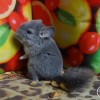 Феликс Би Ши