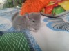 1 мес