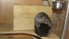 двое индейцев под одним одеялом никогда не замерзнут