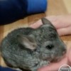 Карина