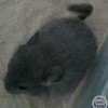 Найс Ксю