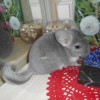 Лула Ром
