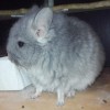 Мио