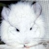 Фантан