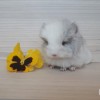 Эрик