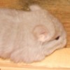 Лео
