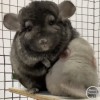 Кончита
