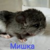 Мишка