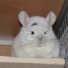 Каспер