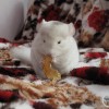 Адель