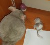 Принц с сыновьями-первенцами