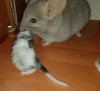 Принц с сыновьями-первенцами