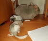 Принц с сыновьями-первенцами