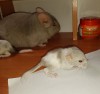 Принц с сыновьями-первенцами