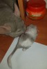 Принц с сыновьями-первенцами