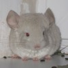 Лапик