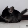 Мартин