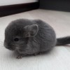 Пепелок