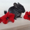 Бумер