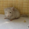 Молли