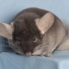 Кора 