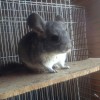 Лана