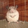 Мила