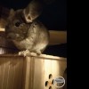 Айвенго нем