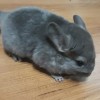 Филимон
