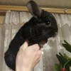 Клайд