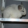 Бк