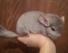 2,5 мес