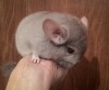 2,5 мес